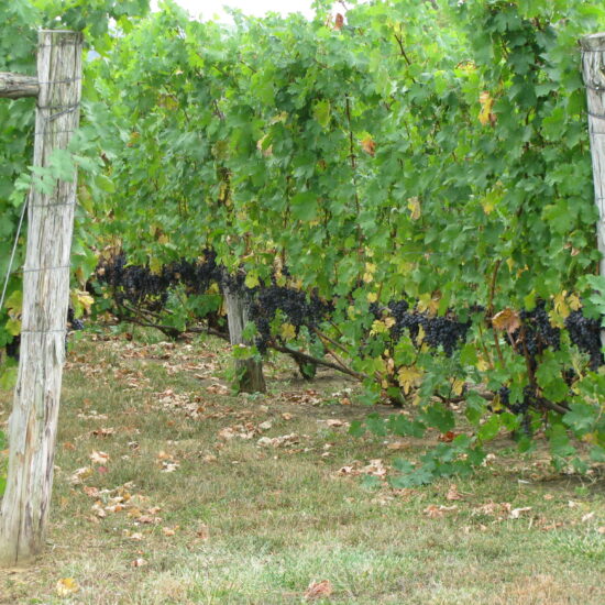 Grape vines - Ohio River Valley Wine Tour, Columbus Food Adventures