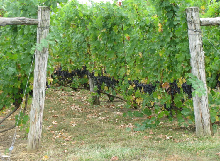 Grape vines - Ohio River Valley Wine Tour, Columbus Food Adventures