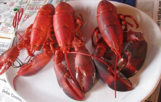 where to find lobsters in columbus