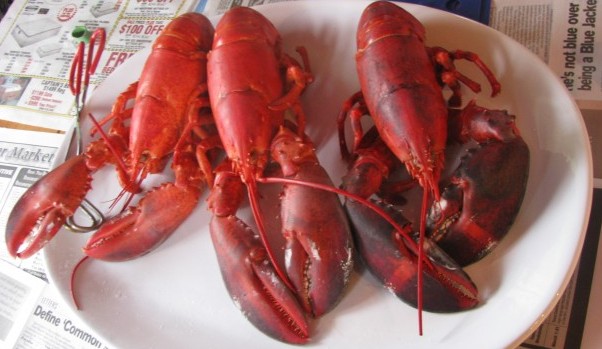 where to find lobsters in columbus