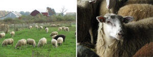 kokoborrego sheep cheese sippel family farm
